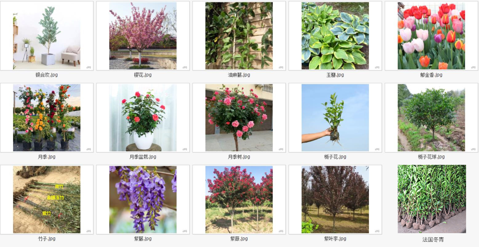 戶外植物